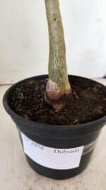 Planta Dobrada 2978 – 35cm – 03 anos - Imagem 7