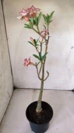 Planta Dobrada 2978 – 35cm – 03 anos - Imagem 6