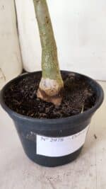 Planta Dobrada 2978 – 35cm – 03 anos - Imagem 5