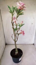 Planta Dobrada 2978 – 35cm – 03 anos - Imagem 4