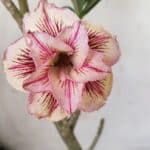 Planta Dobrada 2978 – 35cm – 03 anos