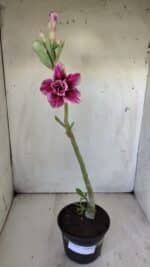 Planta Dobrada 2979 – 30cm – 02 anos - Imagem 2