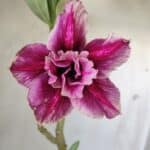 Planta Dobrada 2979 – 30cm – 02 anos