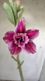 Planta Dobrada 2979 – 30cm – 02 anos