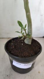 Planta Dobrada 2979 – 30cm – 02 anos - Imagem 6