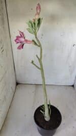 Planta Dobrada 2979 – 30cm – 02 anos - Imagem 5