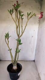 Planta Dobrada 2980 – 35cm – 03 anos - Imagem 5