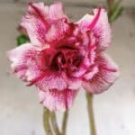 Planta Dobrada 2980 – 35cm – 03 anos