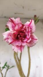 Planta Dobrada 2980 – 35cm – 03 anos