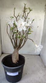 Planta Dobrada 2981 – 45cm – 04 anos - Imagem 2