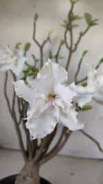 Planta Dobrada 2981 – 45cm – 04 anos