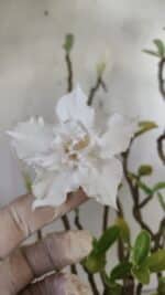 Planta Dobrada 2981 – 45cm – 04 anos - Imagem 4