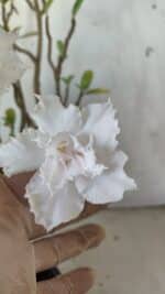 Planta Dobrada 2981 – 45cm – 04 anos - Imagem 5