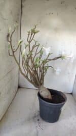 Planta Dobrada 2981 – 45cm – 04 anos - Imagem 6