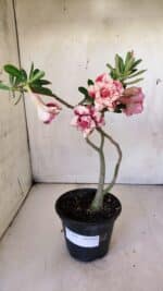 Planta Dobrada 2982 – 30cm – 02 anos - Imagem 2