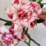 Planta Dobrada 2982 – 30cm – 02 anos