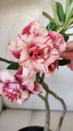 Planta Dobrada 2982 – 30cm – 02 anos