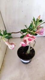 Planta Dobrada 2982 – 30cm – 02 anos - Imagem 6