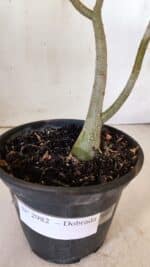 Planta Dobrada 2982 – 30cm – 02 anos - Imagem 5