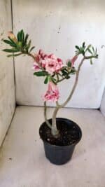 Planta Dobrada 2982 – 30cm – 02 anos - Imagem 4