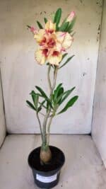 Planta Dobrada 2984 – 35cm – 03 anos - Imagem 2