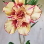 Planta Dobrada 2984 – 35cm – 03 anos