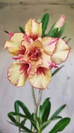 Planta Dobrada 2984 – 35cm – 03 anos