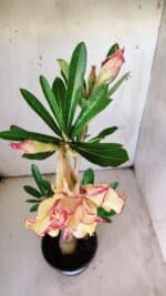 Planta Dobrada 2984 – 35cm – 03 anos - Imagem 4