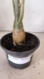 Planta Dobrada 2984 – 35cm – 03 anos - Imagem 7