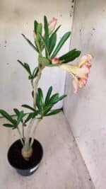 Planta Dobrada 2984 – 35cm – 03 anos - Imagem 6