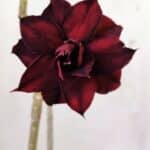 Planta Dobrada 2985 – 30cm – 02 anos