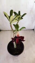 Planta Dobrada 2985 – 30cm – 02 anos - Imagem 6