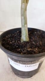 Planta Dobrada 2985 – 30cm – 02 anos - Imagem 5