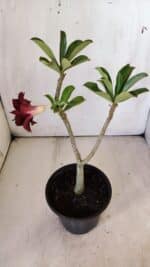 Planta Dobrada 2985 – 30cm – 02 anos - Imagem 4