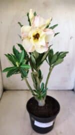 Planta Dobrada 2986 – 30cm – 02 anos - Imagem 2