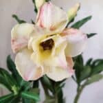 Planta Dobrada 2986 – 30cm – 02 anos