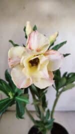 Planta Dobrada 2986 – 30cm – 02 anos