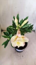 Planta Dobrada 2986 – 30cm – 02 anos - Imagem 7