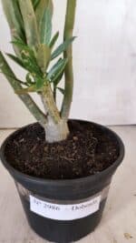 Planta Dobrada 2986 – 30cm – 02 anos - Imagem 6