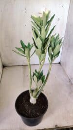 Planta Dobrada 2986 – 30cm – 02 anos - Imagem 5