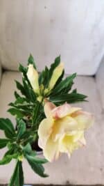 Planta Dobrada 2986 – 30cm – 02 anos - Imagem 4