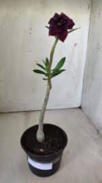 Planta Dobrada 2987 – 30cm – 02 anos - Imagem 2