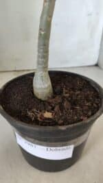 Planta Dobrada 2987 – 30cm – 02 anos - Imagem 5