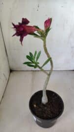 Planta Dobrada 2987 – 30cm – 02 anos - Imagem 4