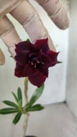 Planta Dobrada 2987 – 30cm – 02 anos