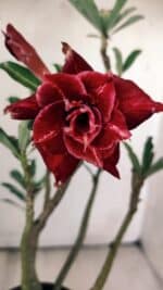 Planta Dobrada 2988 – 30cm – 03 anos