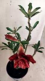 Planta Dobrada 2988 – 30cm – 03 anos - Imagem 4