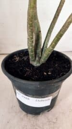 Planta Dobrada 2988 – 30cm – 03 anos - Imagem 7