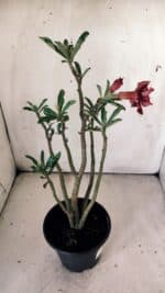 Planta Dobrada 2988 – 30cm – 03 anos - Imagem 6