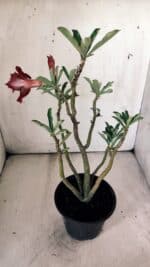 Planta Dobrada 2988 – 30cm – 03 anos - Imagem 5